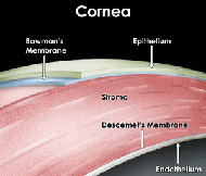 Cornea_layers